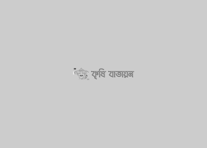 পেয়ারা অসময়ে উৎপাদন কৌশল: শাখা-প্রশাখা বাঁকানো পদ্ধতি