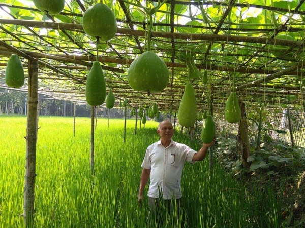 গ্রীষ্মকালীন লাউ উৎপাদন কৌশল