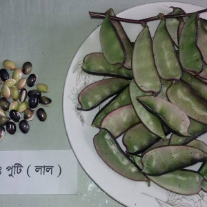 পুটি (লাল)